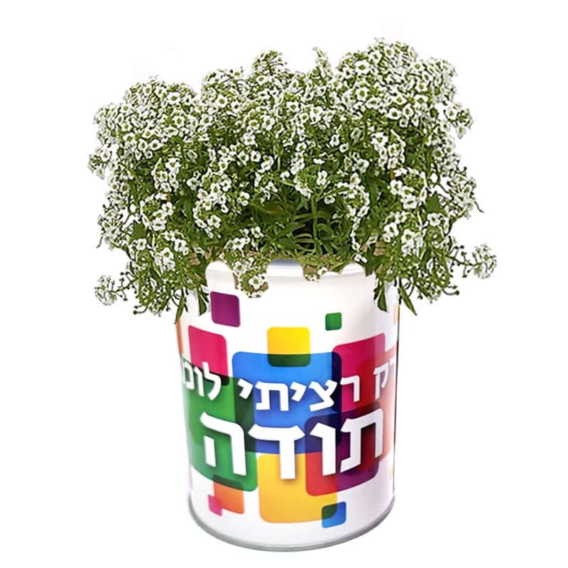 צמח בפחית – רק רציתי לומר תודה
